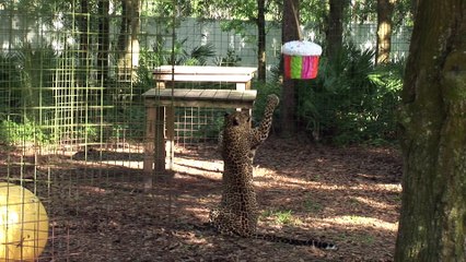 FAQ Friday: Putting Meat In Enrichment Items