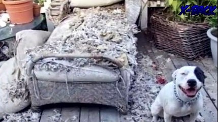 Seis temibles perros PITBULL ante una niña de 4 años  no podrás creer lo que paso