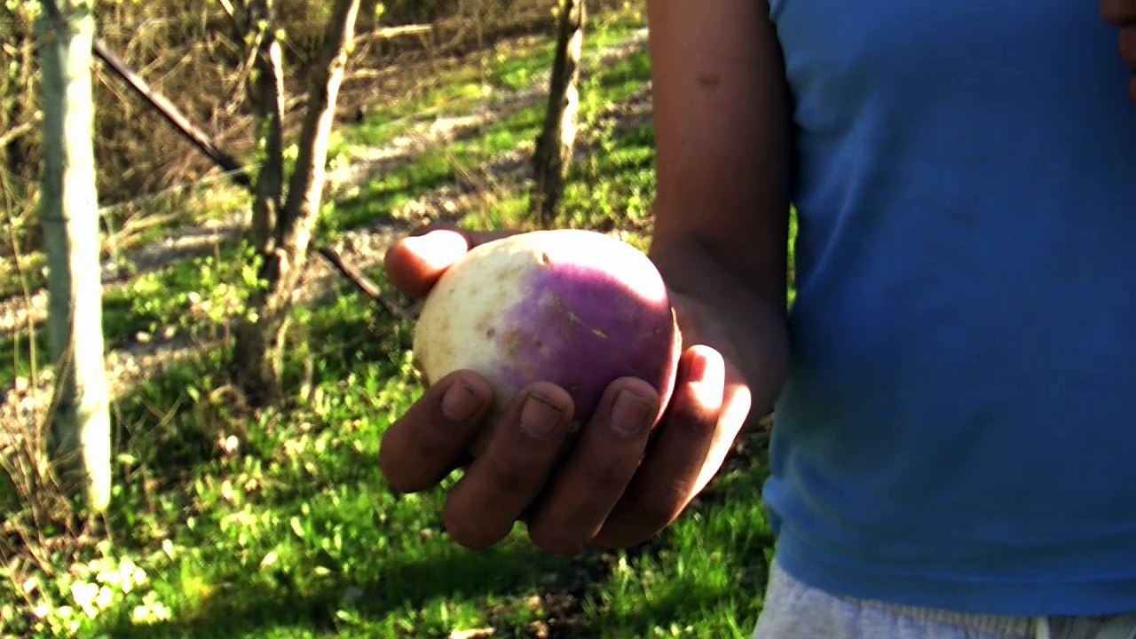 D!CI TV : Poisson d'avril : La pomme "Cosmos" n'existe pas ! Mais régalez vos yeux avec "la magie de l'univers"