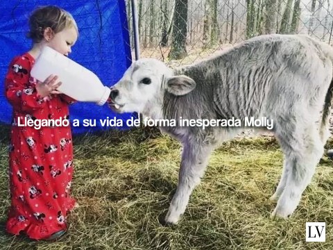 Familia adopta a una vaca y su vida cambia