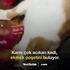 Ekmek Poşetine Yapışan Acıkan Kedi Güldürdü