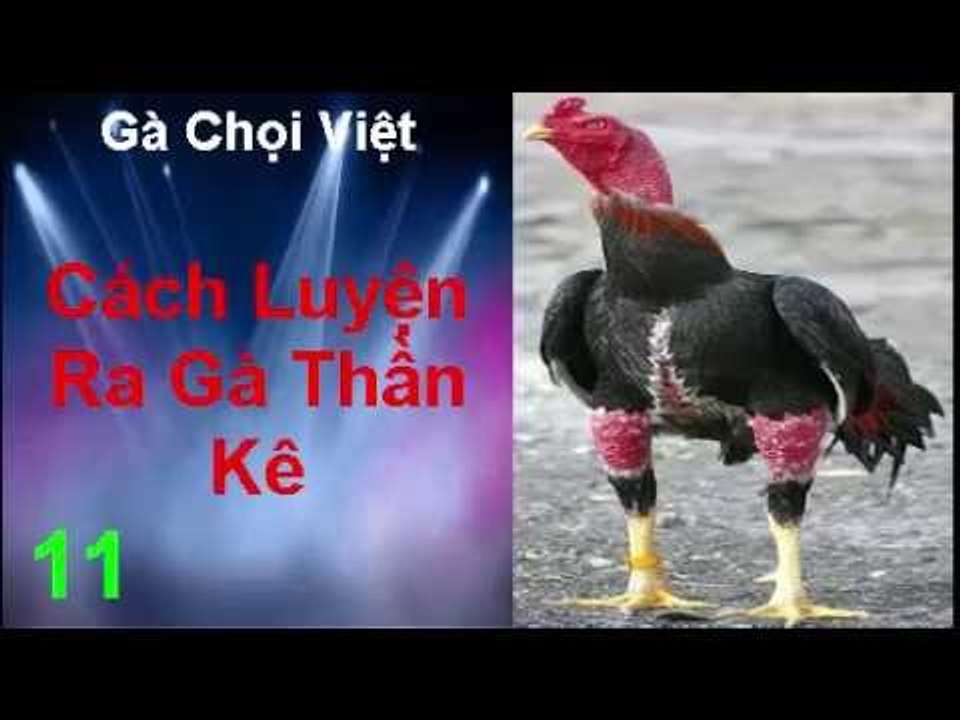 Gà Chọi Việt ✔ - Cách Luyện Ra Gà Chọi Thần Kê