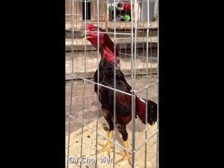 Gà chọi tía chân vàng 2k6