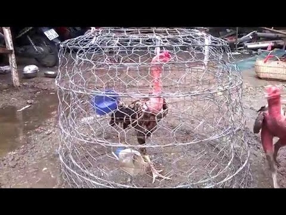 Gà chọi Việt ✔️ - Cách tự làm lồng nuôi gà chọi
