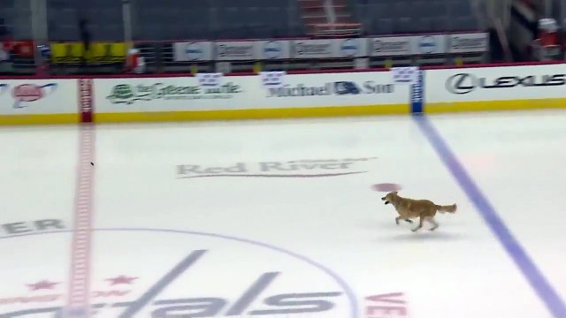 Ce chien rattrape le palet de Hockey sur la glace !