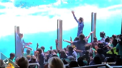 Sea World Orcas