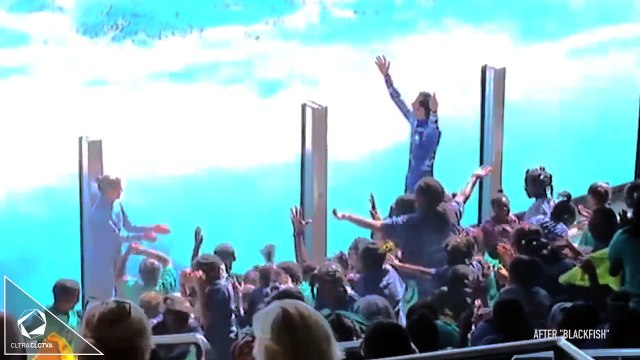 Sea World Orcas