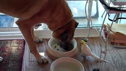 Köpeğin Kuşun Müziği Eşliğinde Yemeğini Yemesi