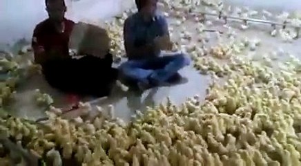Chikens