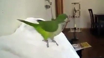 Kötü Kadın Kahkahası Atan Papağan