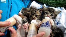 Bottle Feeding Baby Kittens