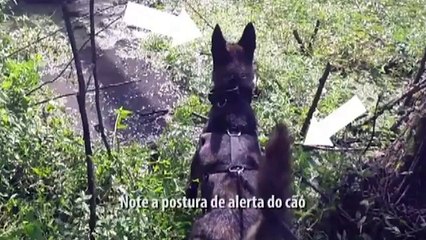 Vejam o exato momento em que o cão policial acha um assaltante