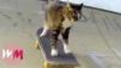 Top 10 Funny Tricks to Teach Your Cat