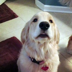 Retriever's Unique Begging Style