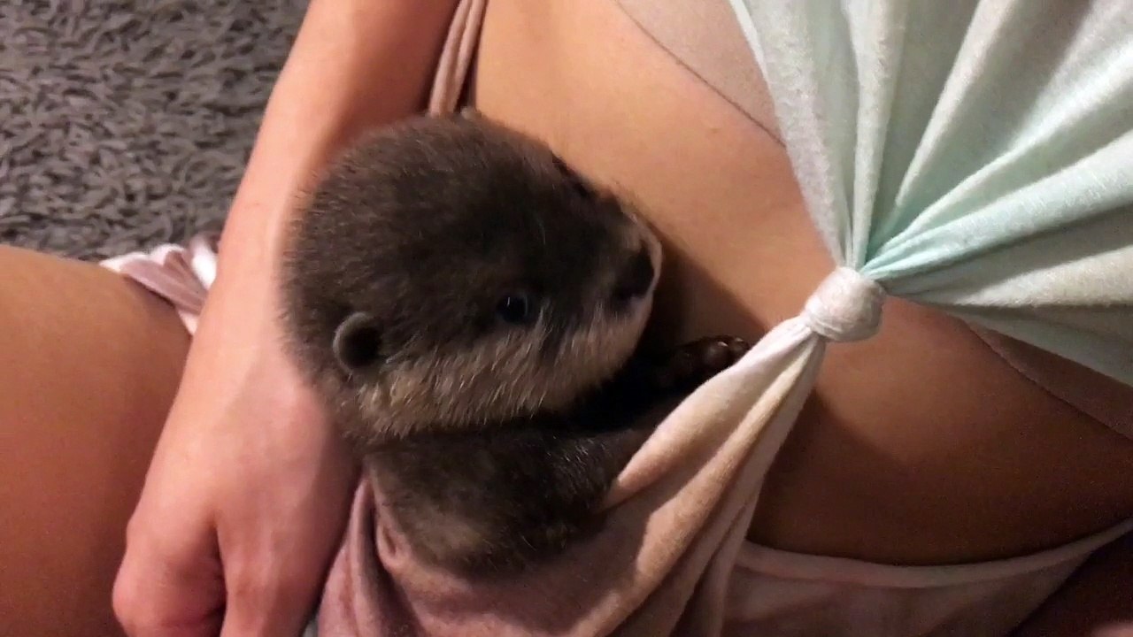 Otter Pup Cuddles