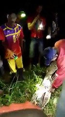 Ular Memangsa Manusia Di Sulawesi