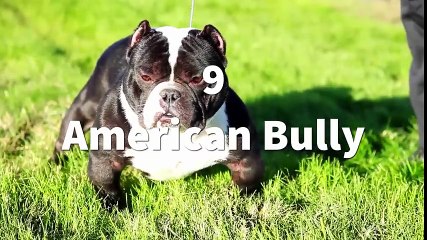 TOP 10 MOST  MUSCULAR DOG BREEDS