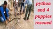 Gujarat: Python turns 'mother' for four puppies|Oneindia News