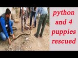 Gujarat: Python turns 'mother' for four puppies|Oneindia News