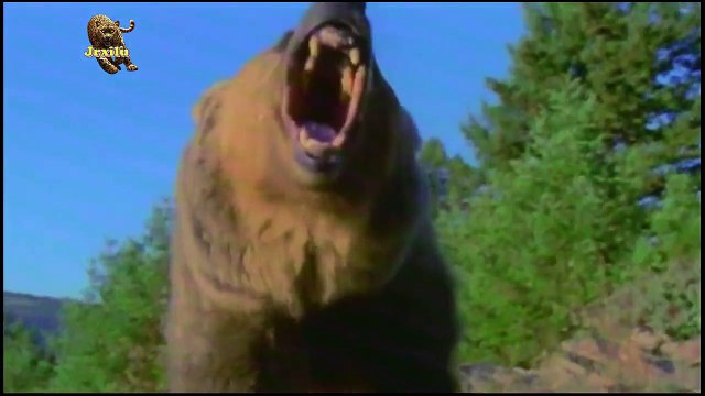 BATALHAS ANIMAIS URSO VS LOBOS, ELEFANTE BATALHA PARA ACASALAR, GATO SORTUDO