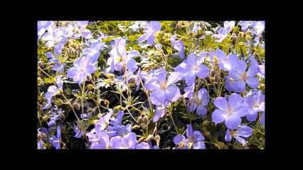 The sound of Bees and Birds in a Wildflower Garden - Nature Sounds