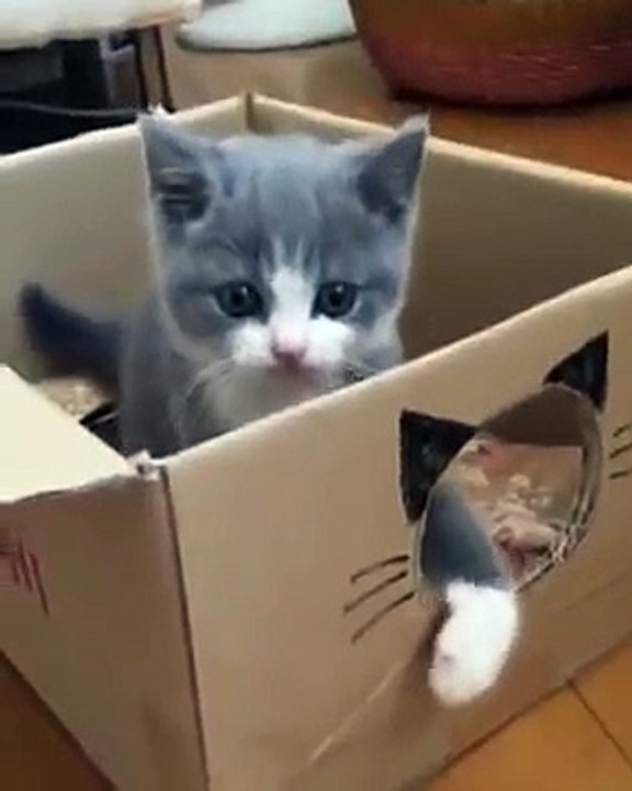 Ils ont créé une boîte en carton spéciale pour ce jeune matou, et les résultats sont tout simplement IRRÉSISTIBLES..