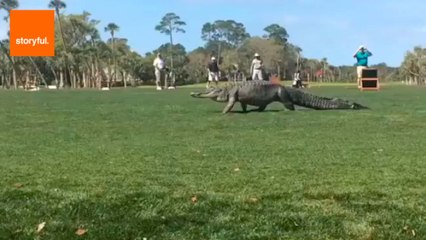 Massive Alligator Interupts Golf Tournament