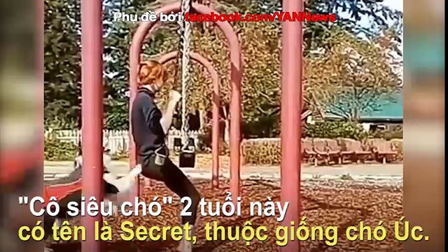 Đây chính là lý do giải thích vì sao Bồ thì không có nhưng chó phải có 1 con