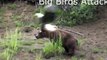 When Crazy Animals Attack Big Birds Attack   Best Funny Animals