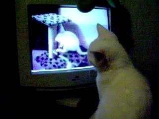 Whity se voi entrein de joué