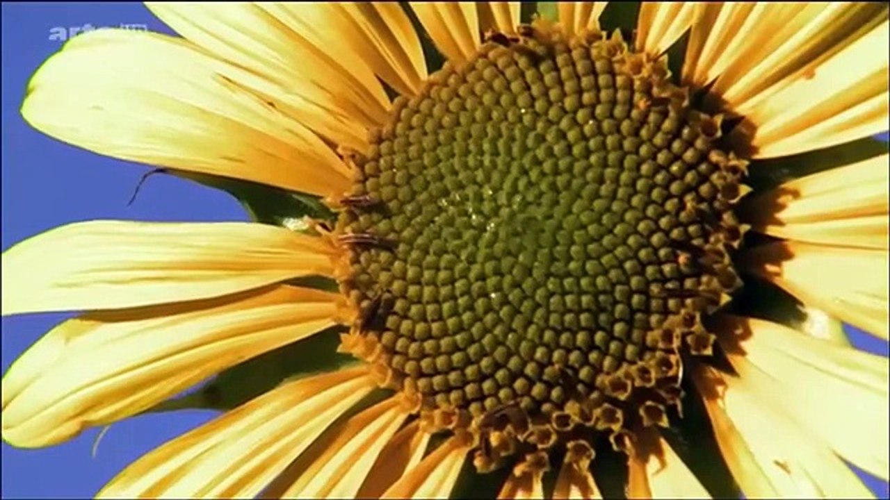 film histoire vraie complet en francais 2017 documentaire nouveauté, Le grand mystère des mathématiques