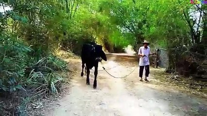 Con Bò Vui Nhộn [HD] - Nhạc Thiếu Nhi Sôi Động - Giúp Bé Ăn Ngon Miệng