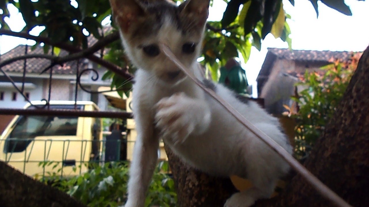 Kitty on the tree, cat video