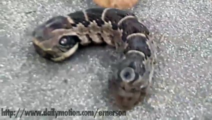 Bizarre creature that looks like a two-headed snake intrigues the web