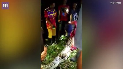 Dead man is cut out of the stomach of a seven metre long Python