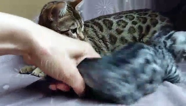 Hypnotic'Bengal Nabouko (F7) & sa maman Maracaja Shanti (F6)