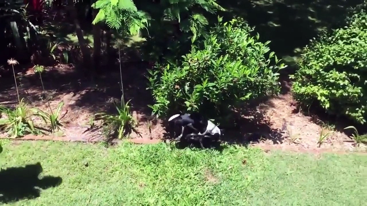 Funny Animals Fails - Try not to laugh