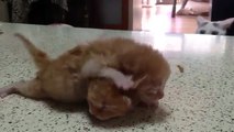 Schockiert Mutterkatze sieht ihre Kätzchen kämpfen und hat die beste Reaktion überhaupt