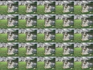 CHEB SALIH FAREJE RABI