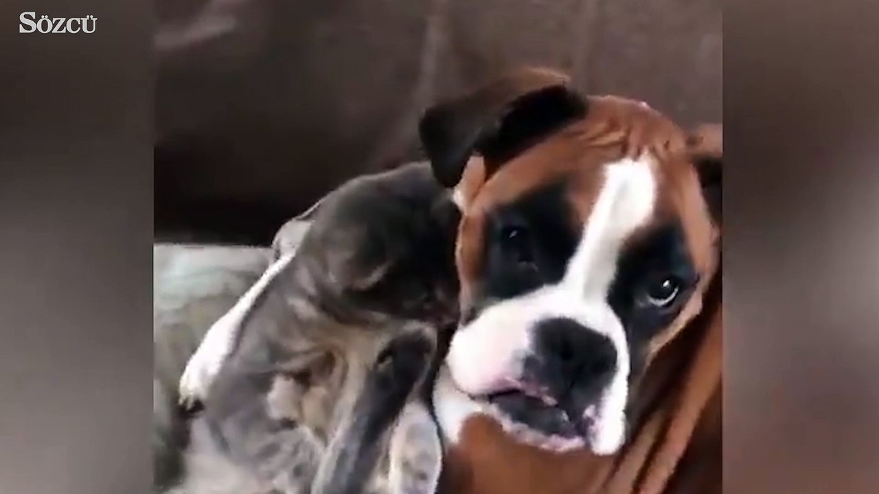 Kim demiş kedilerle köpekler arkadaş olmaz diye?