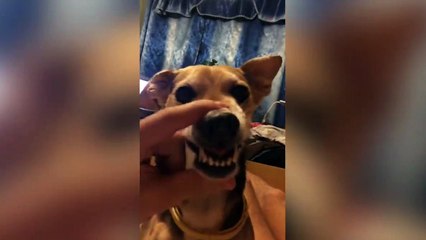 Oh le mechant chien!!!!