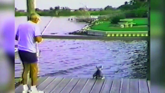 Belle compilation de chiens qui tombent à l'eau.. FAIL de chien