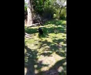 [High Quality West German puppies Showline illinois][German Shepherd Breeder][German Shepherd puppies for Sale near chicago illinois]