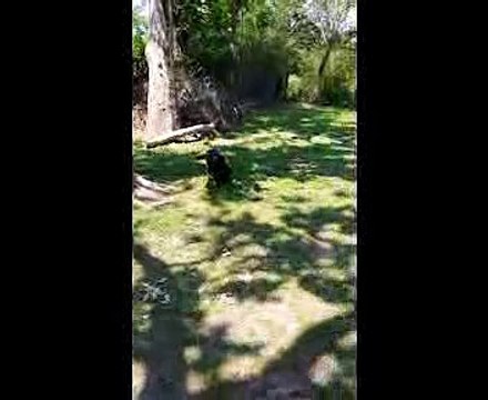 [High Quality West German puppies Showline illinois][German Shepherd Breeder][German Shepherd puppies for Sale near chicago illinois]