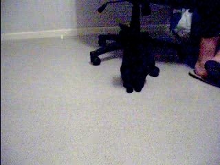 Nos chatons n'arrete pas de joué