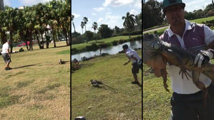 Un homme court après un gros iguane