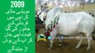 365 || Cow mandi || Karachi sohrab goth || Dilpasand Cattle Farm || Sibi Bhagnari