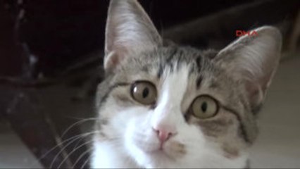 Van Kedilerine Yabancı Liderlerin Adını Verdi