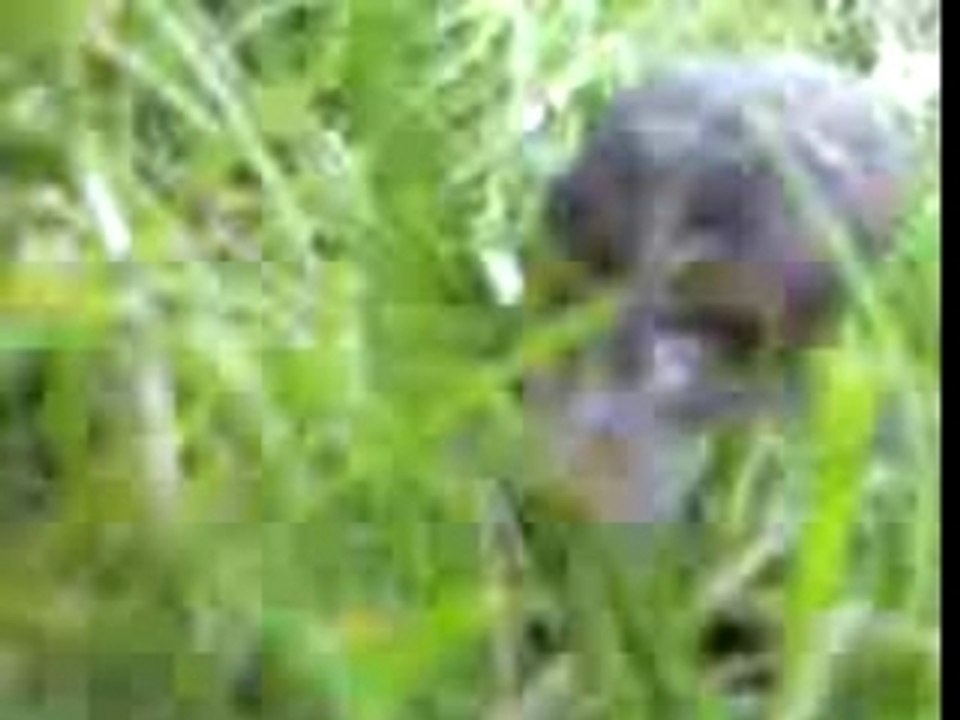 Bruno l'escargot.