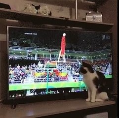 Le chat qui aime la gymnastique à la TV